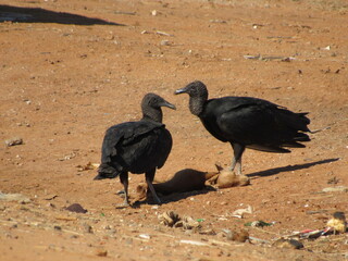 Black Vulture, Coragyps atratus, belonging to the vulture group