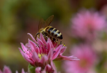 Biene auf einem Spinnweb-Hauswurz