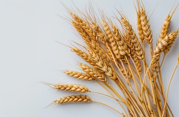 Fototapeta premium Golden Wheat Stalks on a White Background