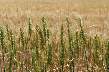 close-up of wheat ears approaching harvest time,
