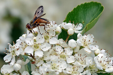 Phasie crassipenne (Ectophasia crassipennis) butinant les fleurs d'un pyracantha