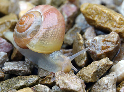 2024, ann&eacute;e exceptionnelle en France pour tous les escargots  des jardins