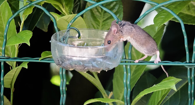 Petit mulot chapardant les graines de tournesol dans le jardin