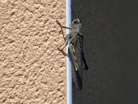 Criquet Egyptien sur le mur de ma maison &agrave; Chassieu
