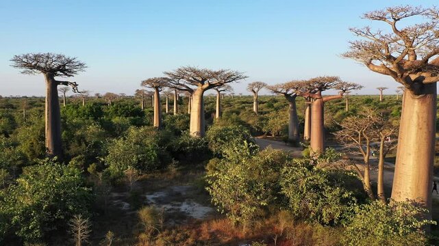 A breathtaking aerial view of the iconic baobab trees in Madagascar, bathed in the warm light of the setting sun. The massive trees stand tall against a backdrop of lush greenery, showcasing the