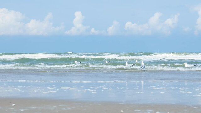 seagull on the beach
