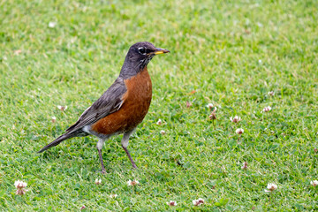 robin on the grass