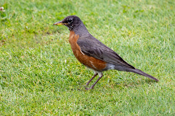 robin on the grass