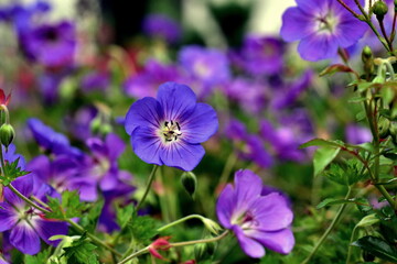 Violette Storchenschnabel in einem Blumenbeet