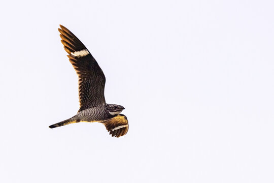 A common nighthawk (Chordeiles minor) or bullbat flies over Hillsborough County, Florida, in early evening.