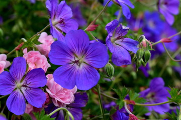 Violette Storchenschnabel in einem Blumenbeet