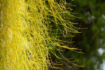 Vines growing on the trunk of a pine tree in southwest Florida that appear to be the parasitic plant called dodder (Cuscuta). Please check ID with an expert if accuracy is important to your project.