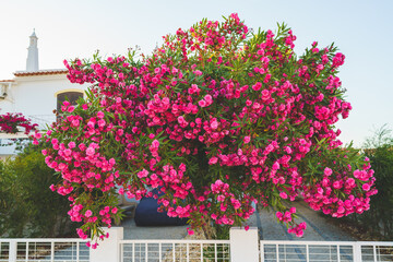 Double red Oleander in bloom in the garden. Evergreen shrub, Nerium splendens Oleander