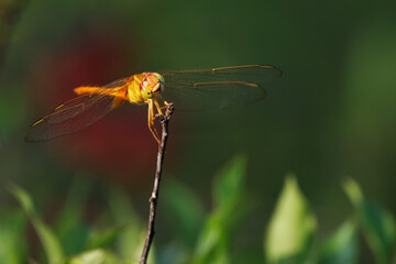A beautiful golden dragonfly perched on a stick. 
