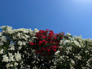 Oleander nerium white and red pinkish flowers on blue sky 