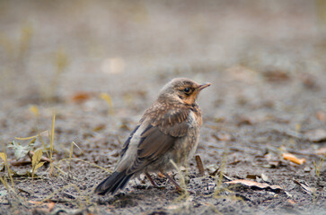 Little gray baby bird. A chick of a fieldfare thrush stands on the ground in a city park. Close-up Wildlife and nature photography. Bird fauna of Europe