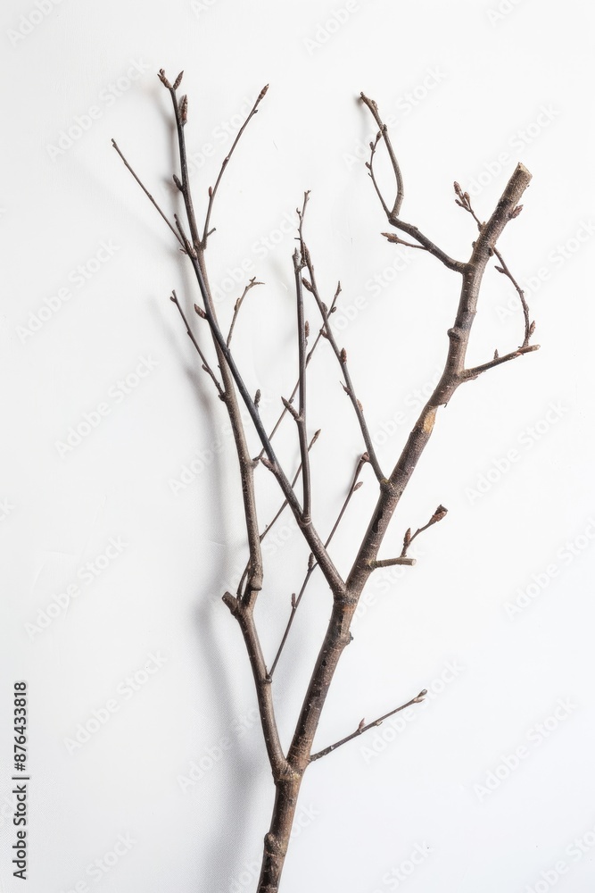 Poster a close-up of a bare tree branch leaning against a white wall, simple and minimalist