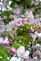Blooming apple tree in the spring garden. Close up of pink and white flowers on a tree