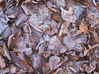 frozen leafs