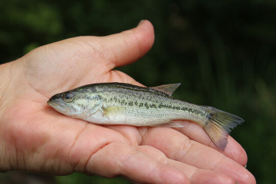Large catch of the day, a small white bass was the only fish caught that day.  It is catch and release on for sure when fishing for this size!