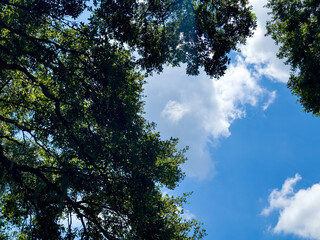 Blue sky and oak tree branches