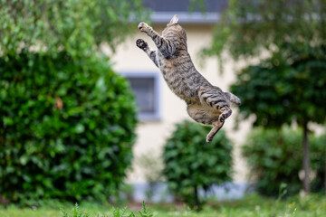 cat jumping high in the air