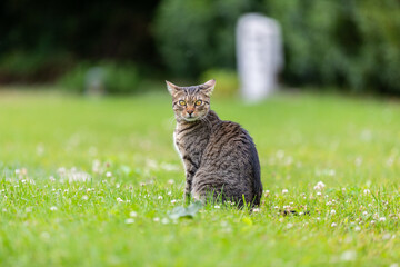 tabby cat on meadow