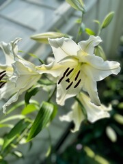Fototapeta premium lily flower