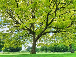 Fototapeta premium Vibrant Green Tree in Springtime