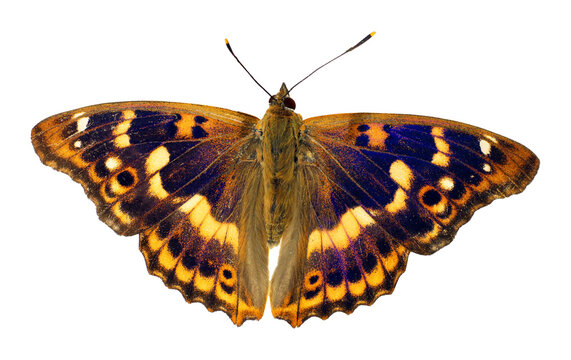 Orange blue colorful butterfly Apatura ilia isolated on transparent, close-up, macro. Design element. Nymphalidae, collection butterflies, insects.
