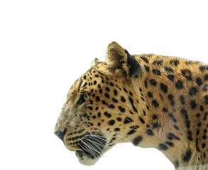 North chinese leopard isolated. Panthera pardus japonensis