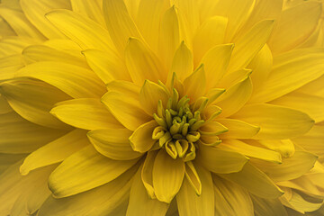 yellow chrysanthemum flower