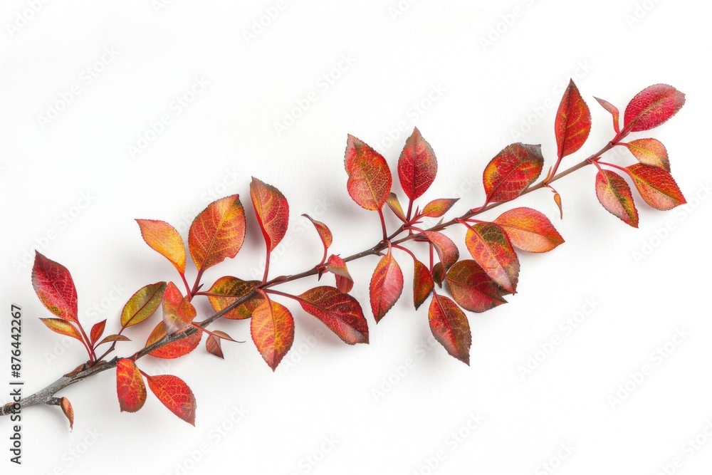 Poster a close-up of a tree branch featuring vibrant red and yellow leaves, often used for fall-themed desi