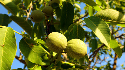 Green walnut fruits against the background of foliage and blue sky, close-up
