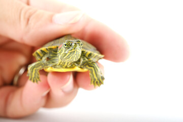 Human hand holding baby red eared slider turtle closeup, isolated on white background with copy space beside reptile.