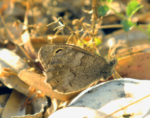 Butterfly Hipparchia statilinus sitting on a stone in sunset light, close-up, macro, satyridae, insect, entomology