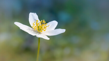 close up of white flower