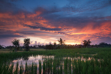 Garden with coconut palm trees. Amazing sunrise. Landscape with green meadow, Bali, Indonesia. Wallpaper background. Natural scenery.
