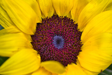 Fantastic fill-the-frame sunflower close up: yellow petals and brown seeds details