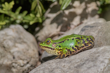 Green frog