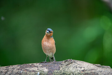 chaffinch