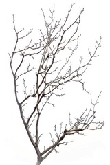 Fototapeta premium A tree with exposed branches and a bird resting on one of its limbs