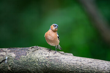 chaffinch 