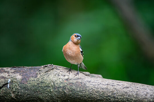 chaffinch 
