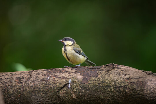Great Tit