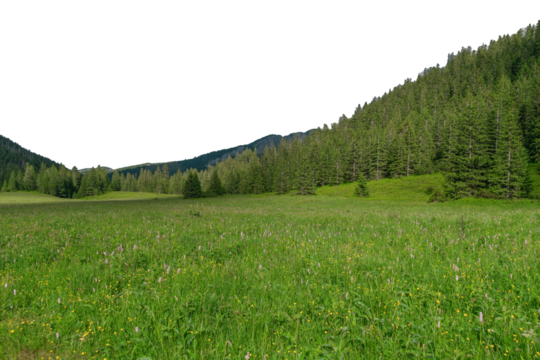 Beautiful summer landscape in a mountain valley. Isolated