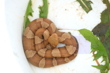 Copperhead from top view on white background for venomous snake concept.