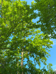 Fototapeta premium green leaves and sky, trees, green tree an blue sky