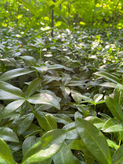 leaves