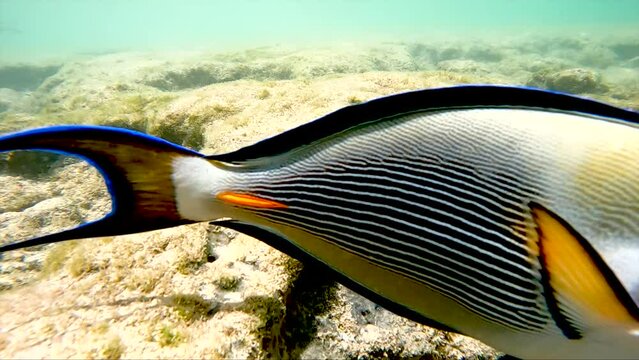 Slow swimming Arabian surgeonfish in clear water.
. Close-up of floating fish.